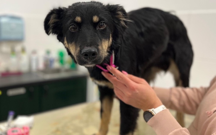 Czarny pies na stole weterynaryjnym, z zainteresowaniem patrzy na rękę.