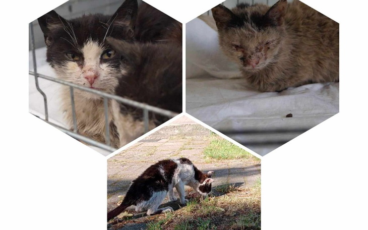 Zbiórka Uratować najsłabszych... - zdjęcie główne