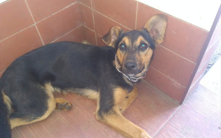 Zbiórka Szczeniak z ulicy - zdjęcie główne