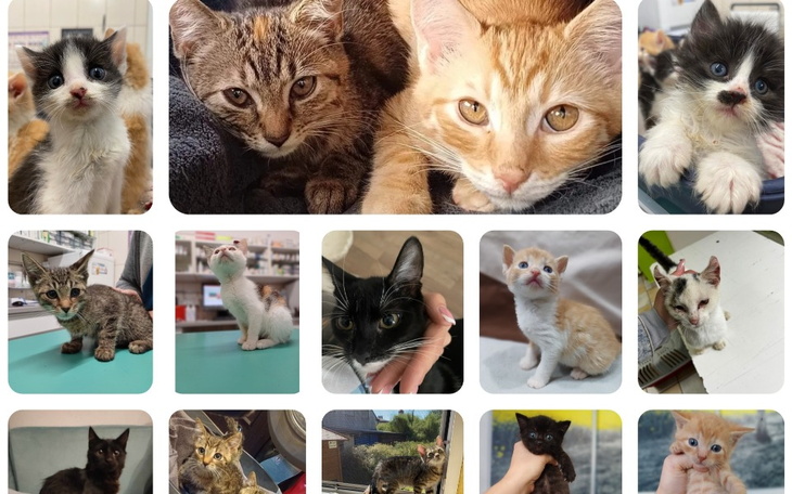 Kolaż zdjęć różnych kotów w różnych pozach.