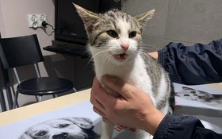 Zbiórka Leczenie kotki od starszej osoby - zdjęcie główne