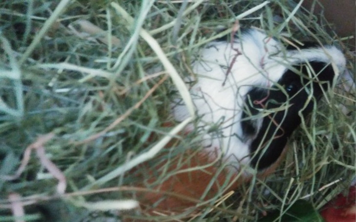 Zbiórka Jedzonko dla podopiecznych Aruru - zdjęcie główne