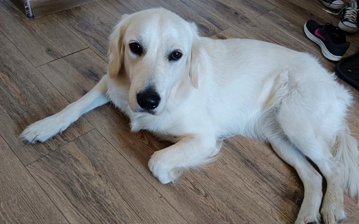 Zbiórka Leczenie mojego psiaka - zdjęcie główne