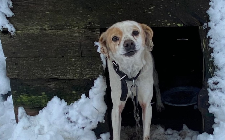 Pies wychodzący z budy w zimowej scenerii.
