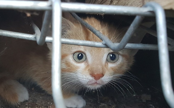 Mały rudy kotek patrzący z ukrycia.