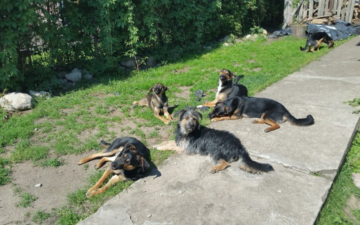 Zbiórka Pomoc dla chorych piesków - zdjęcie główne