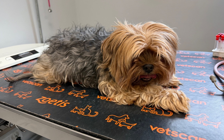 Mały piesek na stole weterynaryjnym.