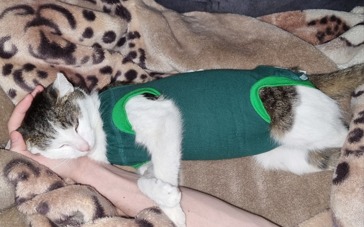 Zbiórka Pomóż mi - na leczenie Mruczka - zdjęcie główne