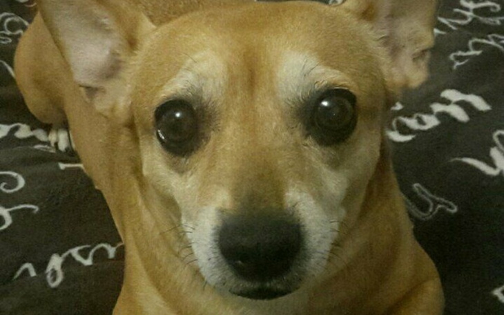 Zbiórka Nie umrę prawda?Sunia i nowotwór - zdjęcie główne