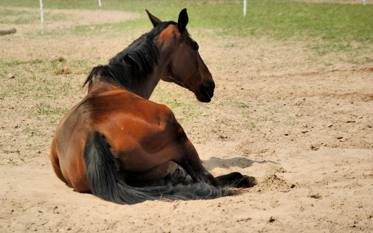 Koń odpoczywający na piasku, zwrócony w stronę widza.