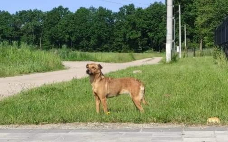 Zbiórka Zagrożona schroniskiem bez wolo - zdjęcie główne