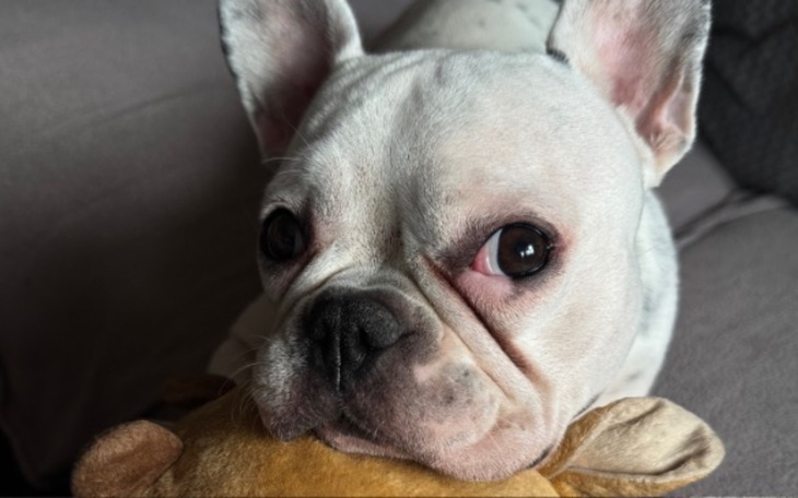 Buldog francuski trzymający pluszowego misia, z wyrazem twarzy.