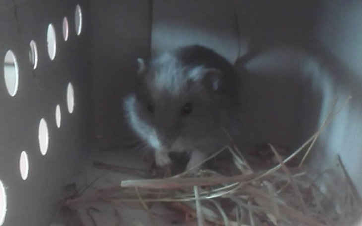 Zbiórka Uratuj życie Rodzynka! - zdjęcie główne