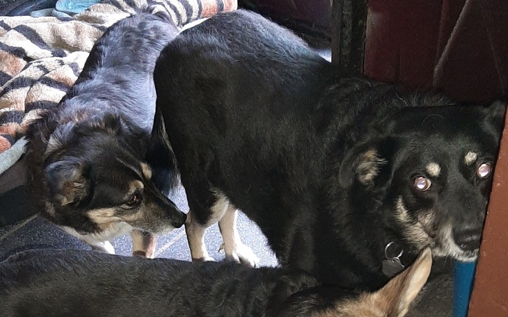 Zbiórka Operacja kolana Fredy - zdjęcie główne