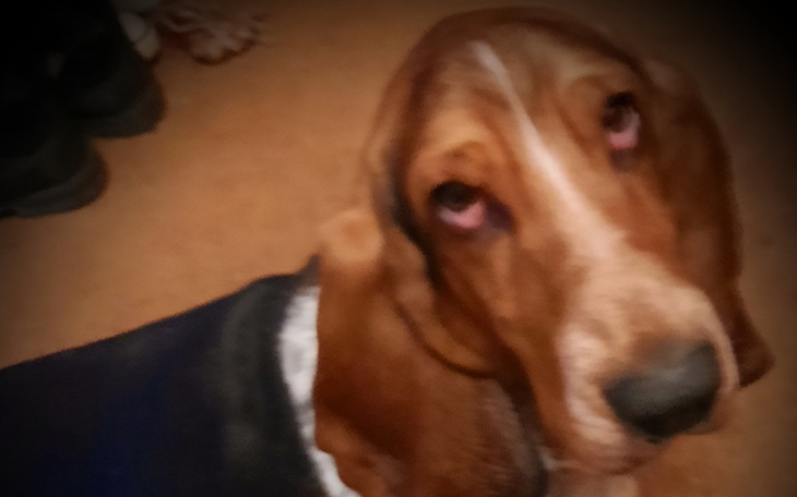 Zbiórka Diagnostyka i leczenie Basseta - zdjęcie główne