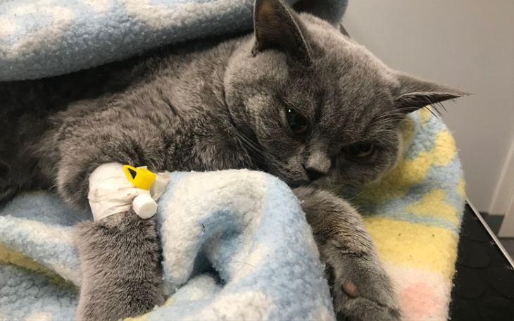 Zbiórka Tosiek walczy o życie - FIP - zdjęcie główne