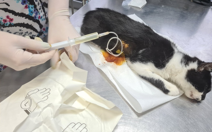 Zbiórka Kwartalny koci dług - zdjęcie główne