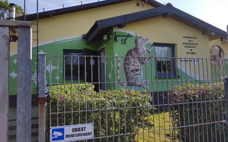 Zbiórka Na schronisko w Bytomiu 41-900 B - zdjęcie główne