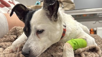 Zbiórka Pomóż Fidze wrócić do zdrowia - miniaturka zdjęcia