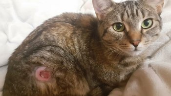 Zbiórka Ranna, na chwiejnych łapkach😭 - miniaturka zdjęcia