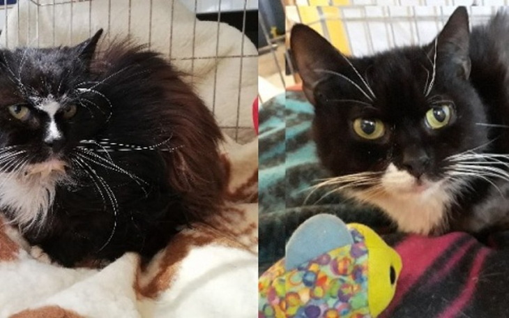 Zbiórka Walka trwa - leczenie kocurków - zdjęcie główne