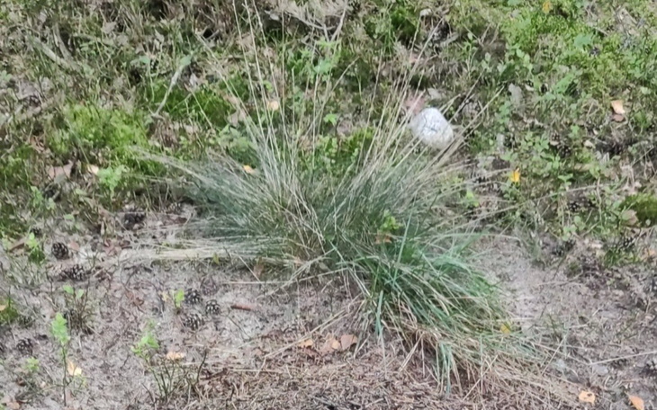 Trawa i szyszki na leśnej polanie, w naturalnym otoczeniu.