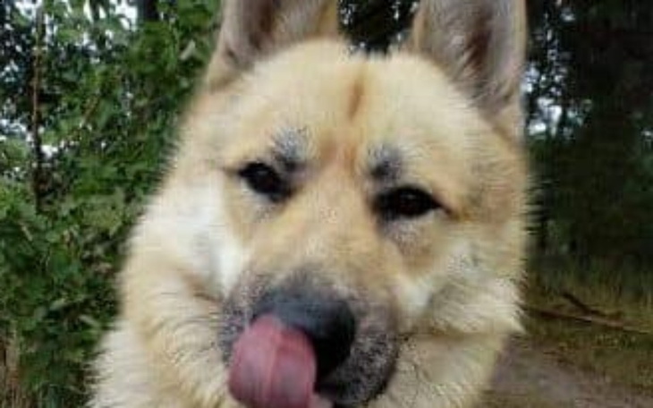 Zbiórka Na kojec dla psa z problemami - zdjęcie główne