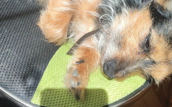 Śpiący piesek na zielonym podłożu, wygląda na zrelaksowanego.