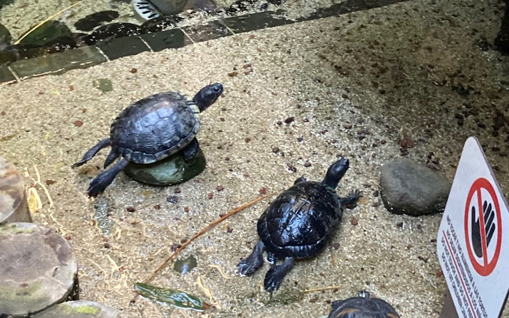 Żółwie pływające w akwarium, na kamieniach.