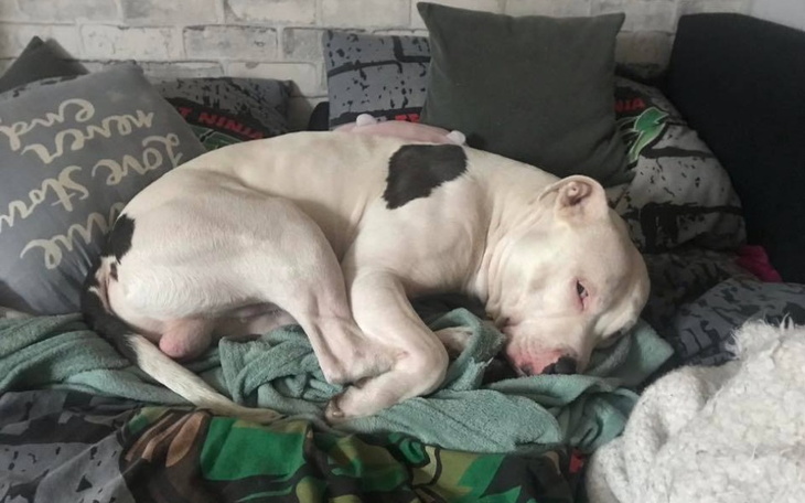 Zbiórka Sparaliżowany Cezar chce chodzić - zdjęcie główne