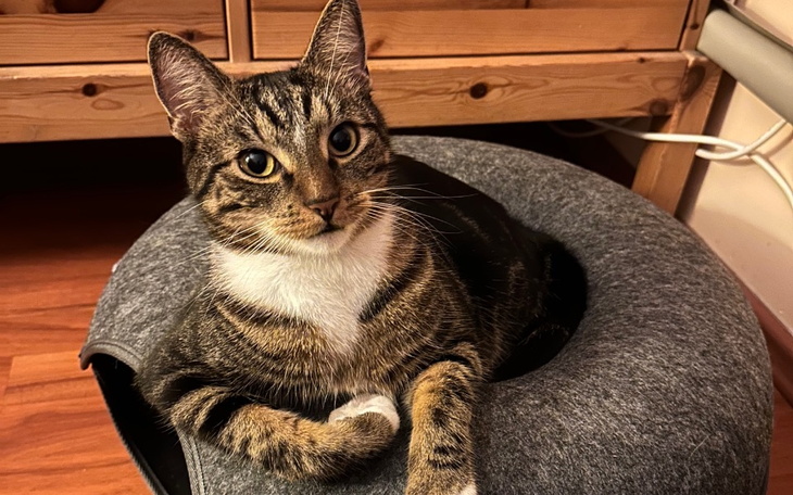 Zbiórka Weterynarz dla Yoshiego - zdjęcie główne