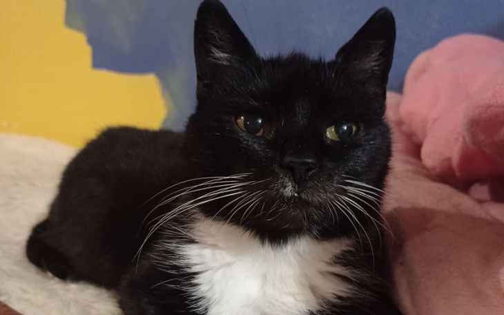 Zbiórka Rachunki Kociarni - zdjęcie główne