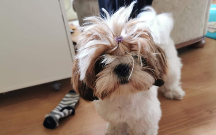 Zbiórka Operacja oka mojego psa - zdjęcie główne