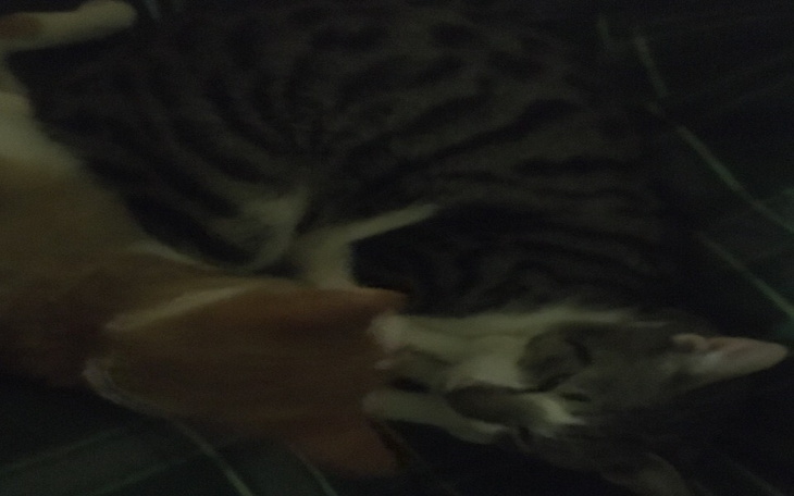 Zbiórka Help Melculy heal - zdjęcie główne