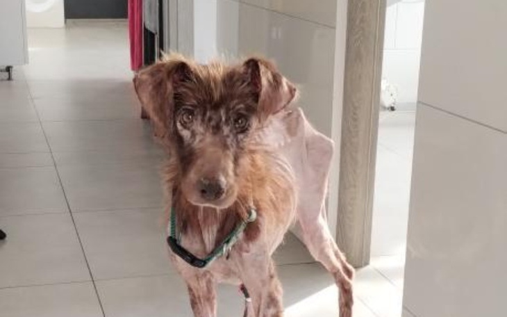 Zbiórka Bułka dalej walczy o życie - zdjęcie główne