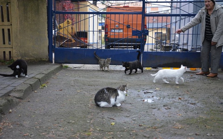 Zbiórka Napełnij zimą kocie brzuszki - zdjęcie główne