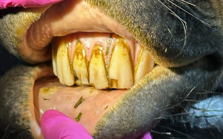 Zęby zwierzęcia z osadem, podczas badania weterynaryjnego.