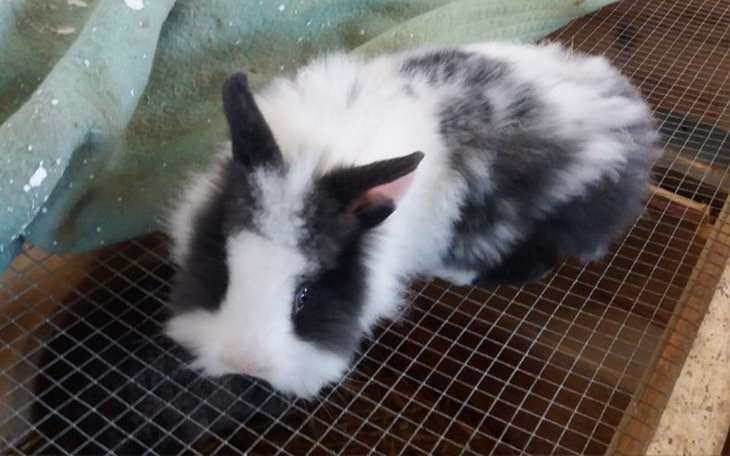 Zbiórka Moje Hobby- Zwierzęta - zdjęcie główne