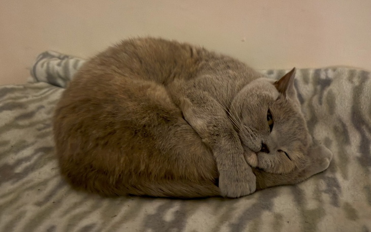 Kot zwinięty w kłębek, z szarym futrem na kocie.