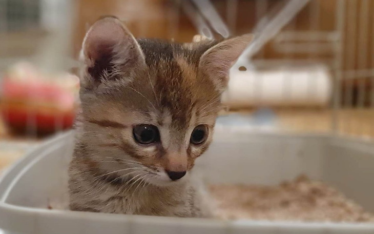 Zbiórka Koszty prawne - WSA - zdjęcie główne