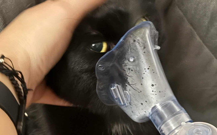 Kot z maską tlenową, otrzymujący pomoc medyczną.