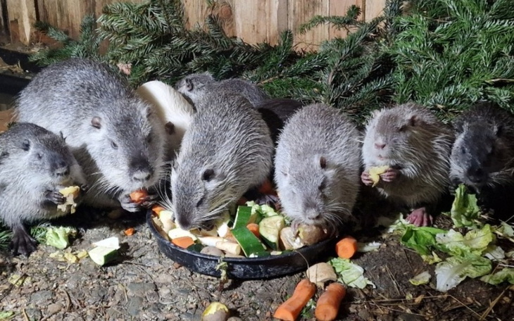 Grupa jeży zajadających się warzywami na talerzu.