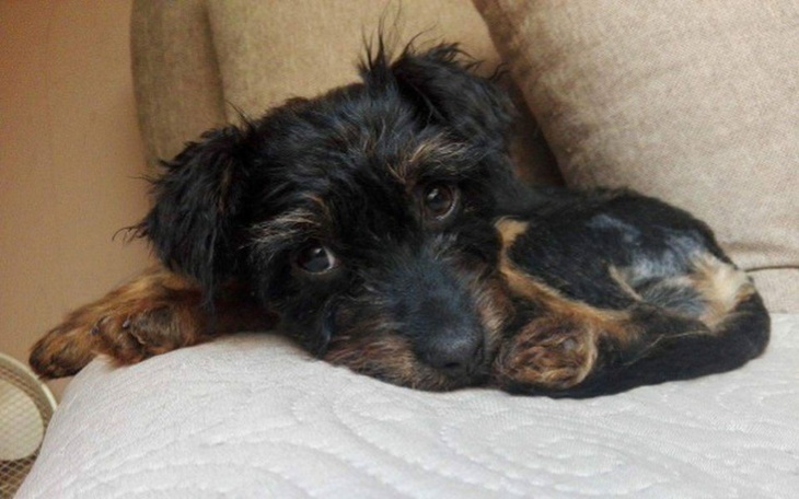 Zbiórka Pomoc dla chorego psiaka - zdjęcie główne