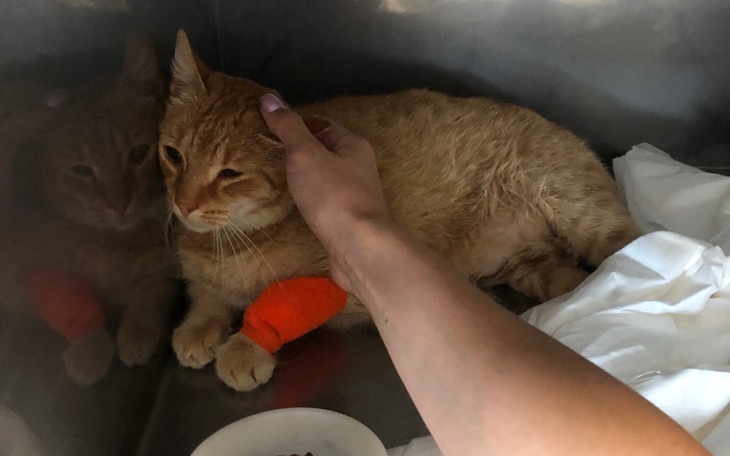 Zbiórka Kejti i złamana miednica - zdjęcie główne