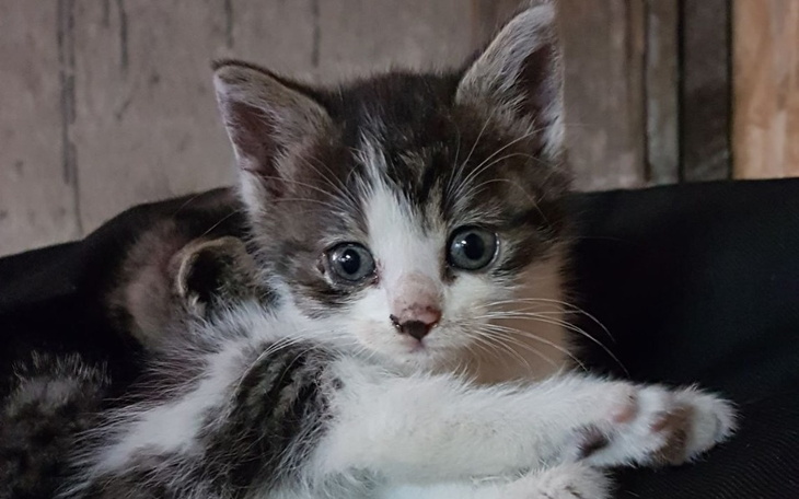 Zbiórka Kocięta potrzebują naszej pomocy - zdjęcie główne