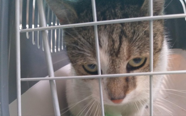 Zbiórka wsparcie dla Ptysia - zdjęcie główne