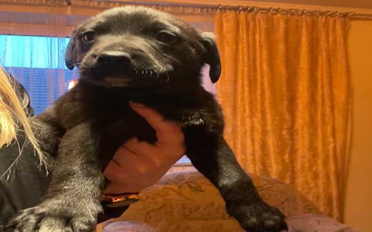 Zbiórka Mama piesek 8 szczeniaków - zdjęcie główne