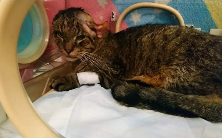 Zbiórka Pomóżcie uwolnić Rysia od bólu - zdjęcie główne