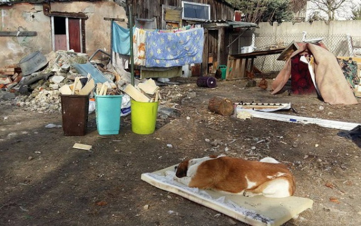 Zbiórka Bieda i bernardyn - POMOCY ! - zdjęcie główne