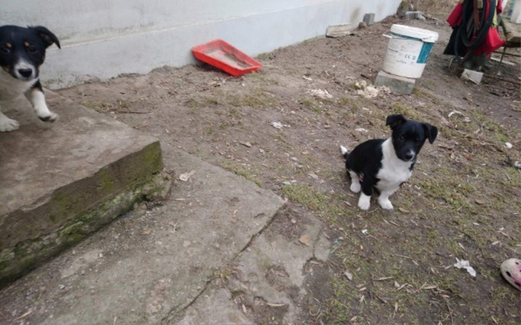 Zbiórka Uratowane przed łańcuchem! - zdjęcie główne